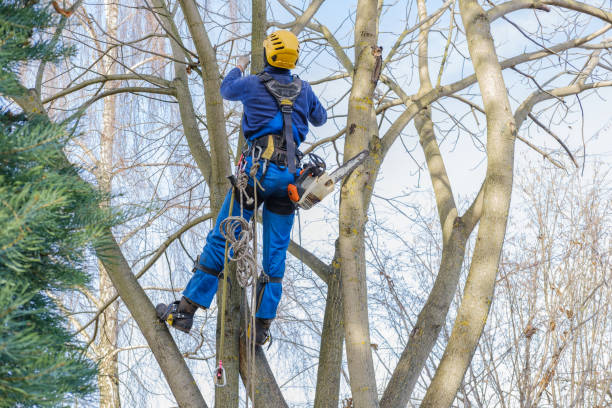 How Our Tree Care Process Works  in  Waterford, CA